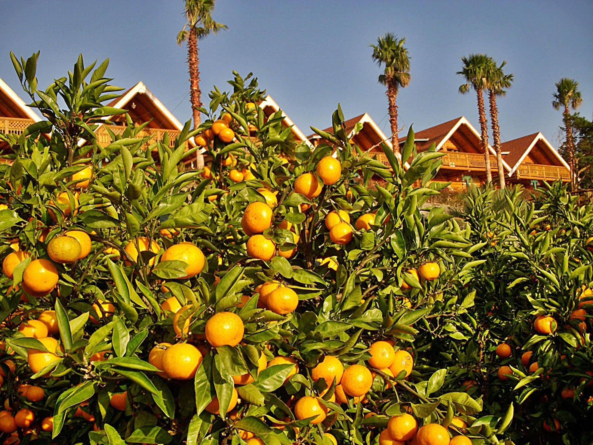 Jungmun Log Pension&Resort Seogwipo Luaran gambar